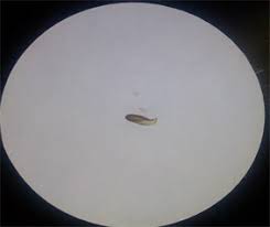 Image result for Terminalia kilimandscharica