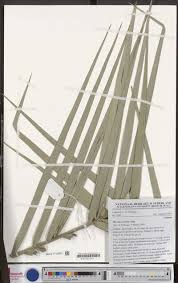 Image result for Strephonema sericeum