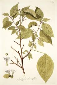 Image result for Acalypha psilostachya