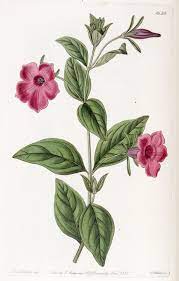 Petunia Integrifolia Wikipedia