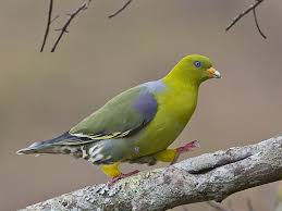 Pin On Pigeons Doves I