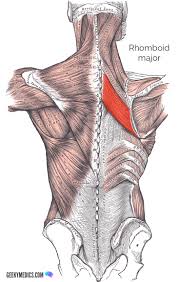 The splenius muscles originate at the midline and run laterally and superiorly to their insertions. Superficial Back Muscles Anatomy Geeky Medics