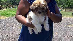 25 shih tzus mixed with poodle. Surprise Puppy Delivery Shih Tzu Poodle Mix Youtube