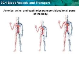 Labtag™ is a full service, one stop shop for your lab labeling needs. Identifying Blood Vessels Ppt Download