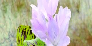 Image result for Pontederia crassipes