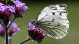 Image result for Pieris napi