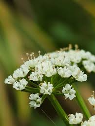 Image result for Berula erecta