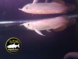 Check spelling or type a new query. 6 Ikan Predator Air Tawar Tipe Atas Yang Populer Nakama Aquatics