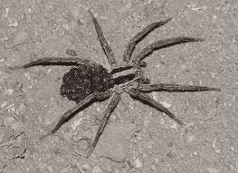 We did not find results for: 10 Things You Didn T Know About Wolf Spiders