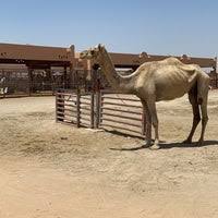 Visitors can get close to the animals and learn from traders what makes them valuable. Al Ain Camel Market Farm