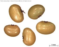 Image result for Polysphaeria harrisii