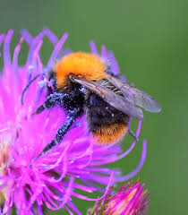 Image result for Bombus pascuorum gotlandicus