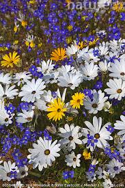 Image result for Dimorphotheca