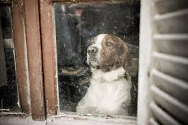 Mar 03, 2017 · looking out a dirty old window. Shepherd Dog Looking Out Of A Dirty Window By Lior Lone