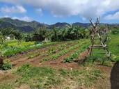 Maunalua Farms – Grown Local