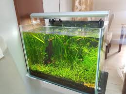 Natural Planted Aquariums For Homr Planted Aquarium Aquarium Tanked Aquariums