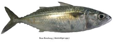 Maybe you would like to learn more about one of these? Ikan Kembung Rastrelliger Spp Biota Dunia Perairan