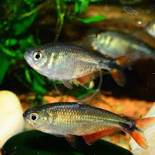 Image result for Tetracera bussei