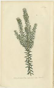 Image result for Struthiola