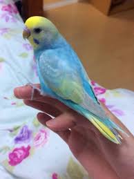 Rainbow Budgie Google Search Pet Birds Budgies Budgies Bird
