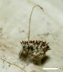 Image result for Hydrostachys insignis