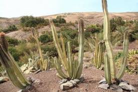 My cactus has this brown areas growing across the surface since a week ago. Passionforthewild The Guide To Being Eco Friendly