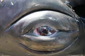 Lobster diver is swallowed whole by humpback and survives 30 seconds inside whale's mouth they believe the whale that ate packard was young, and that it had been trying to gulp down some. Humpback Whale Eye I Ve Been Lucky Enough To Peer Into A Whales Eye And See His Eye Focus On Me Whale Ocean Animals Ocean Creatures