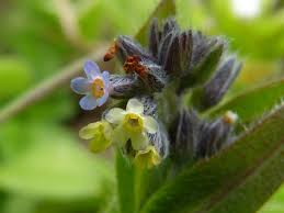 Image result for Boraginaceae