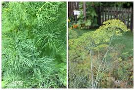 A perennial is one that produces seeds in two or more years. Herbs That Grow In Shade 10 Delicious Choices For The Garden