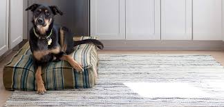 Maybe you would like to learn more about one of these? Rag Rugs Cotton Rag Rugs By Dash Albert Annie Selke