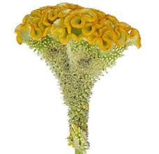 Yellow Celosia Coxcomb You Will Only See The Top Not The Side In Your Bouquet Feels Like Velvet Beautiful Flowers Yellow Flowers Wholesale Flowers