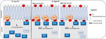 The tumor suppressor activity of DLC1 requires the interaction of ...
