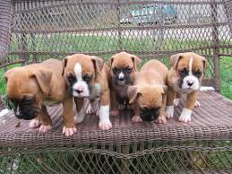 Boxer puppies available now near me. Boxer Puppies Pets And Animals For Sale Minnesota