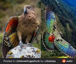 Pin By Jaded Cienna On Animals Who Amaze And Amuse In 2020 Parrot Beautiful Kittens Animals