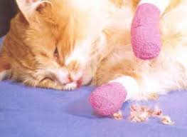 Buy it a cat scratcher and show it what to do it will start using it. Declaw A Cat Please Don T Do It Declawing Cats Cats Stop Animal Cruelty
