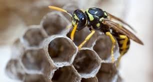 100% satisfaction guaranteed, affordable pest control services. Pest Library Pest Removal And Control Services