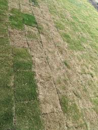Tifway bermuda turfgrass can tolerate relatively high soil and water salt concentrations. New Bermuda Tifway 419 Lawn Sod Care Installed July 1st Austin Tx