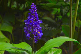 Awapuhi `ula`ula (oo lah oo lah) red, polu (poh loo) blue, awapuhi ke`oke`o (ah wah poo hee keh oh keh oh) white and awapuhi melemele (ah wah poo hee meh lay meh lay) yellow ginger sought after for landscaping projects, these ginger flower for most of the year. 33 184 Blue Ginger Photos Free Royalty Free Stock Photos From Dreamstime