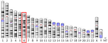 Prolactin Wikipedia