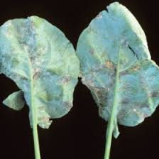 disease of clarkia plant à®•à¯à®•à®¾à®© à®ªà®Ÿ à®®à¯à®Ÿà®¿à®µà¯