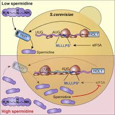 Join us now, everyday 9pm only on uc browser. Translational Autoregulation Of The S Cerevisiae High Affinity Polyamine Transporter Hol1 Sciencedirect