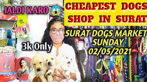 Check spelling or type a new query. Cheapest Dogs Shop In Surat 02 05 2021 One Stop Pet Shop With Dogs Price Suratdogsmarket Youtube