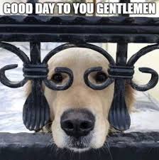 60 New Hot Funniest Dog Memes To Welcome 2020 Dog Memes Funny Cute Cats Funny Animal Pictures