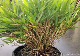 Image result for Pogonatherum paniceum