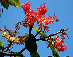 Image result for Triplaris americana