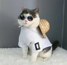 We did not find results for: 24 Gucci Cat Ideas In 2021 Cute Cats Cats And Kittens Cute Animals