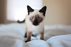 A single kitten left alone for long hours on a daily basis may turn. Siamese Cat Alone Can Siamese Cats Be Left Alone
