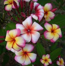 The Plumeria Thumbelina Dwarf Size A Very Heavy Bloomer Plumeria Tree Plumeria Plumeria Flowers