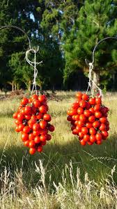 Image result for tomato Piccadilly