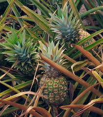 Image result for Ananas